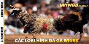 Các loại hình Đá Gà Win88