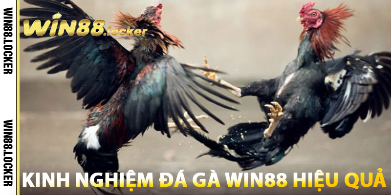 Đá Gà Win88 – Sân Chơi Dân Gian, Trải Nghiệm Hiện Đại 3 Kinh nghiệm Đá Gà Win88 hiệu quả